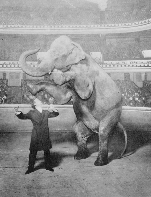 Houdini-y-Jennie,-la-elefanta,-actuando-en-el-Hippodrome-de-Nueva-York-(Library-of-Congress)
