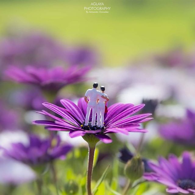 @aglaya_photography