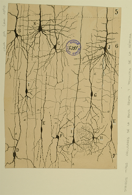 Dibujo científico de Santiago Ramón y Cajal, tipos celulares de la zona 6ª y principio de la 7ª. Cortesía del Instituto Cajal, Legado Cajal_Consejo Superior de Investigaciones Científicas (CSIC)_MADRID.