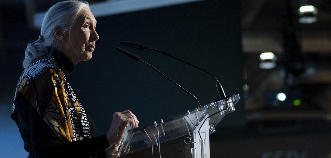 Jane Goodall en su charla en el auditorio.