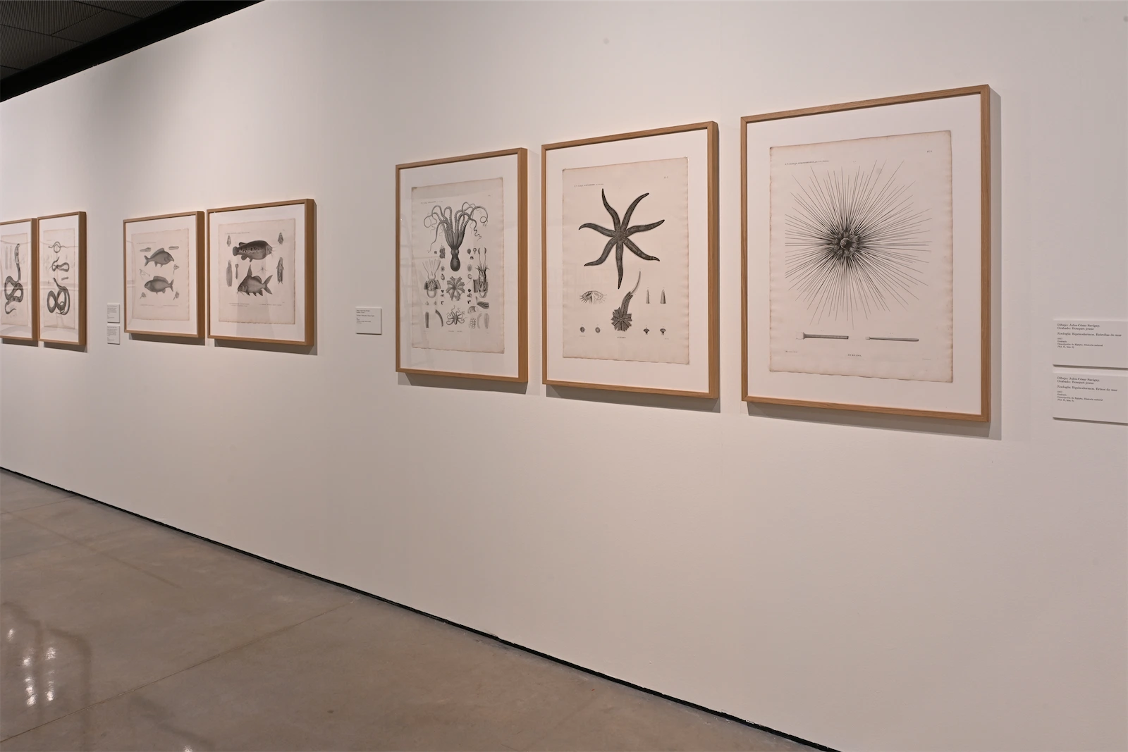 Fotos de Sala de la exposición El sueño de la razón